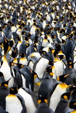 Emperor Penguins