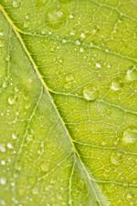 leaf