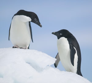 Penguins