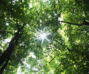 Solar energy in a forest